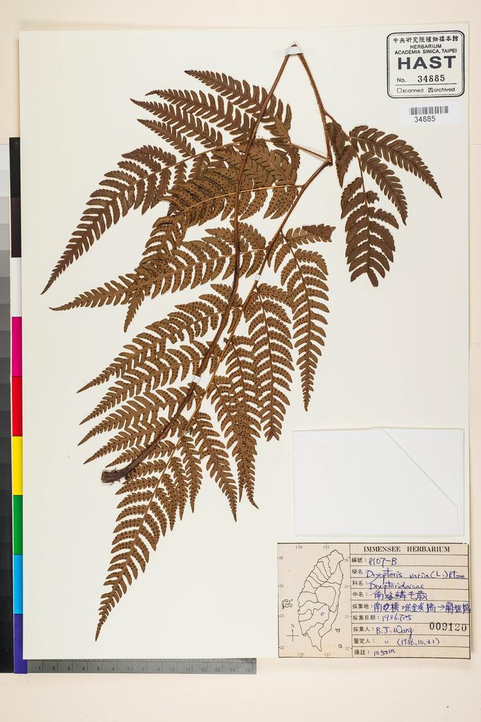 <Unit #92273 Wang, Bi-Jao | 王弼昭 | 8107-B:: | Dryopteris varia (L.) Kuntze>