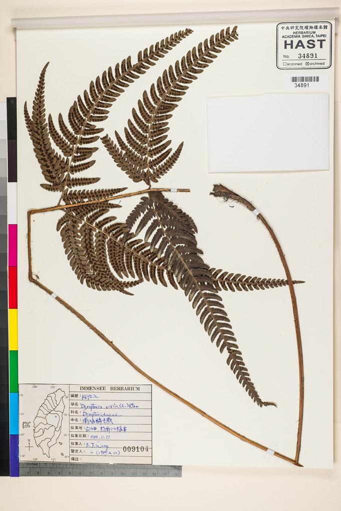 <Unit #92278 Wang, Bi-Jao | 王弼昭 | 14902:: | Dryopteris varia (L.) Kuntze>