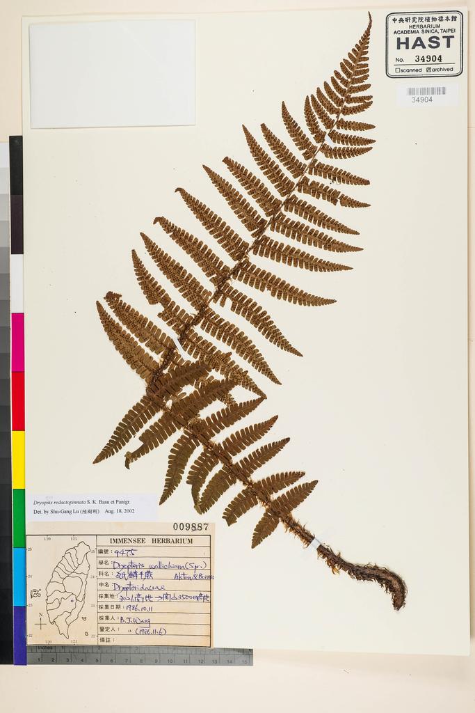 <Unit #91683 Wang, Bi-Jao | 王弼昭 | 9475:: | Dryopteris redactopinnata S. K. Basu et Panigr.>