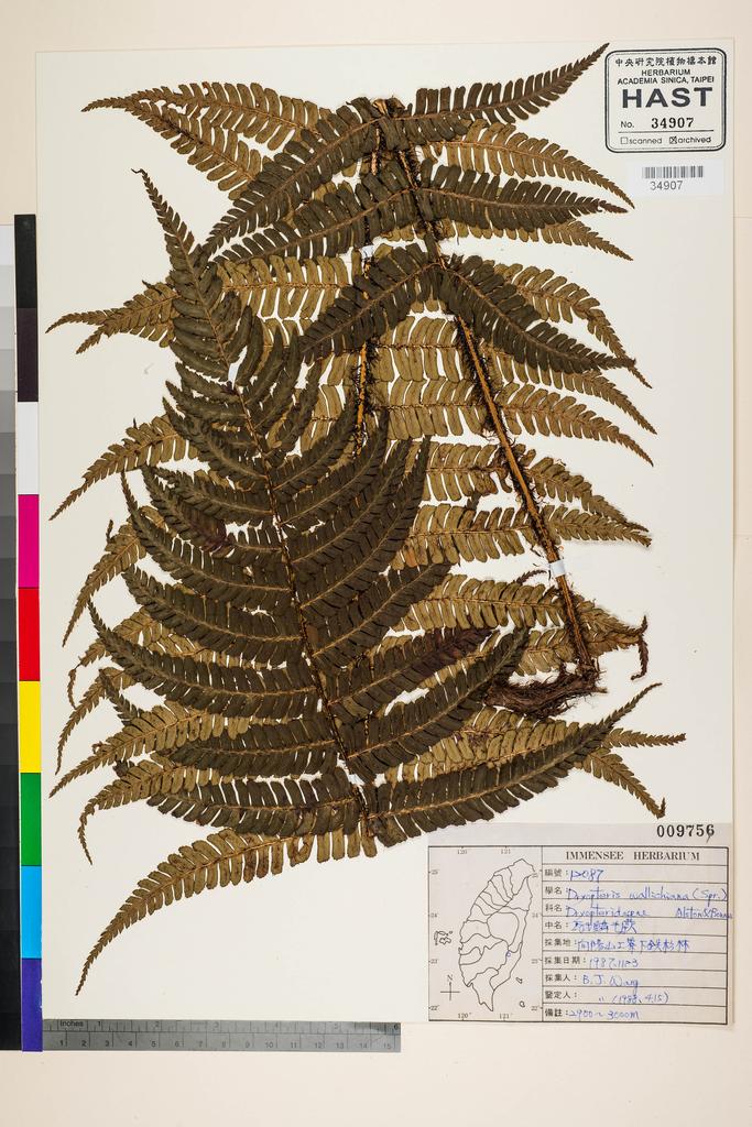 <Unit #92403 Wang, Bi-Jao | 王弼昭 | 12087:: | Dryopteris wallichiana (Spreng.) Alston & Bonner>