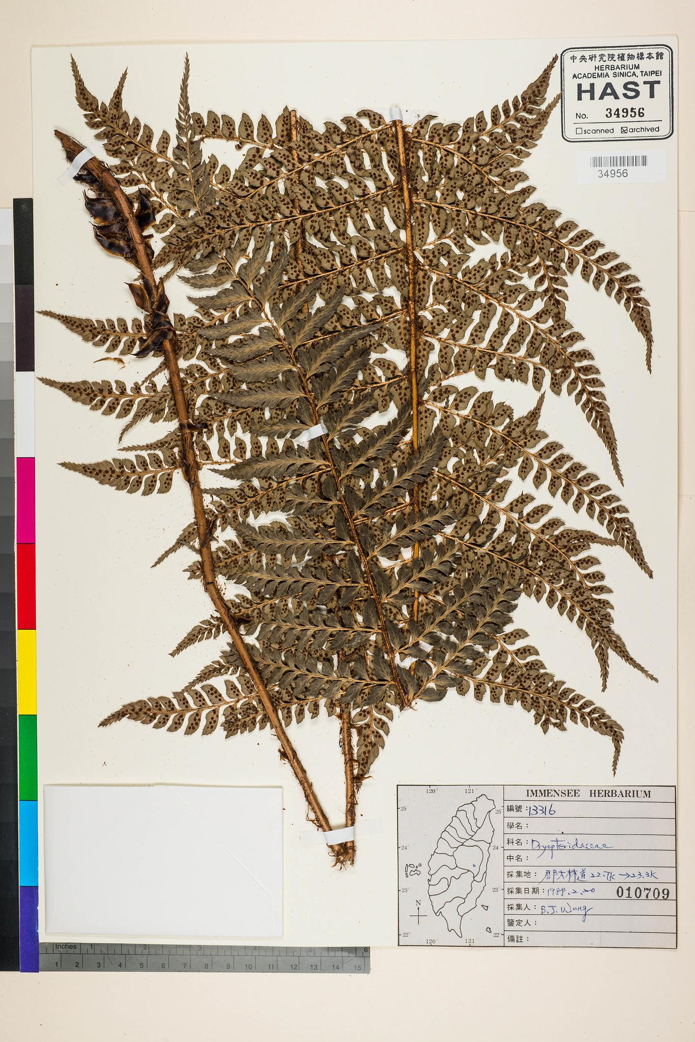 Sample image for viewer