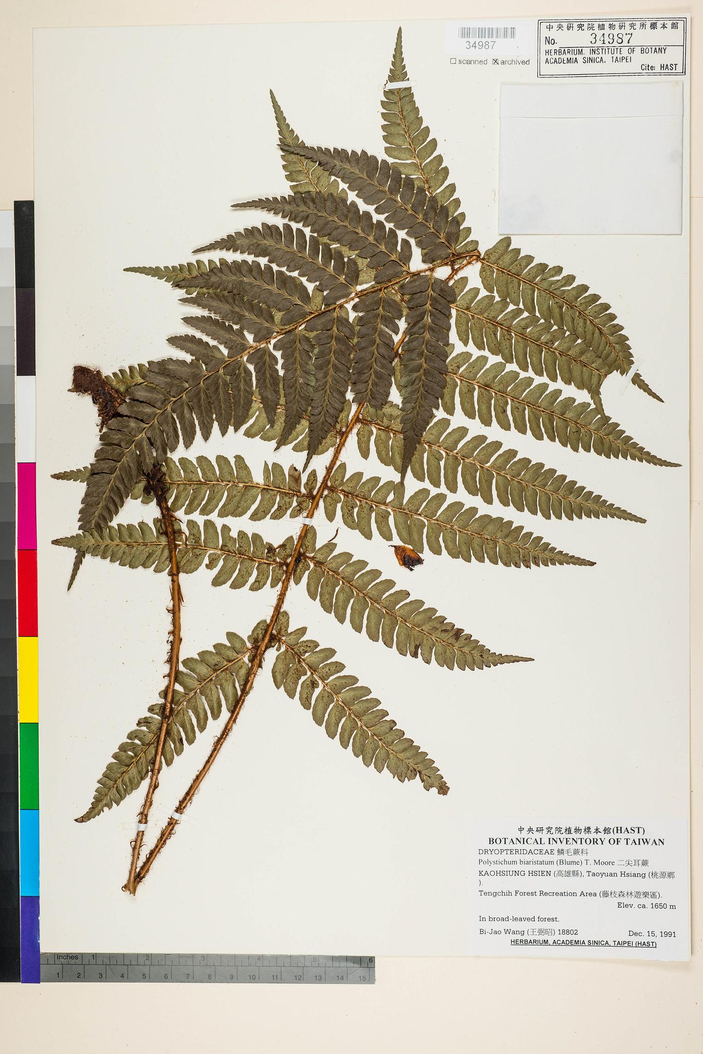 Sample image for viewer