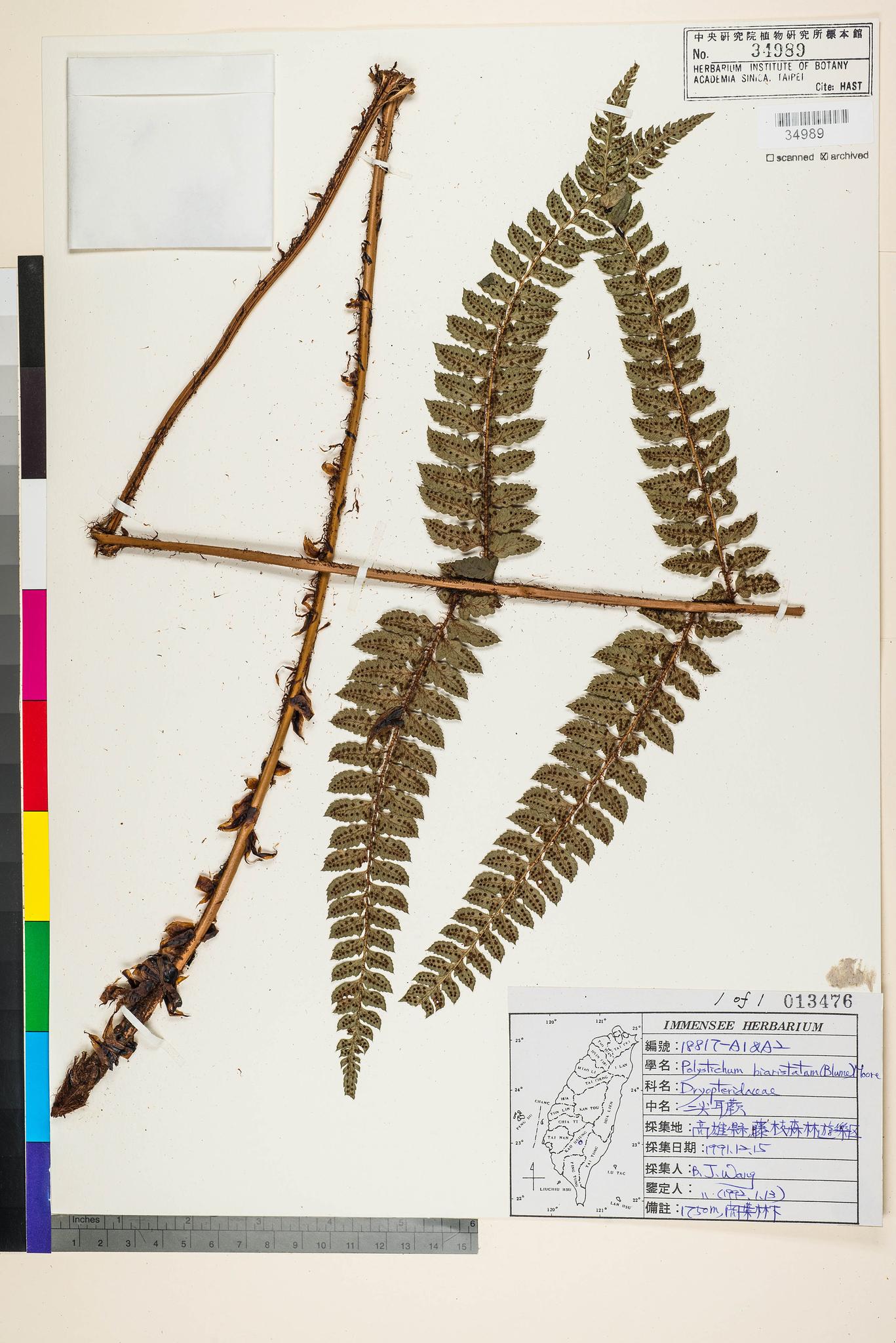 Sample image for viewer