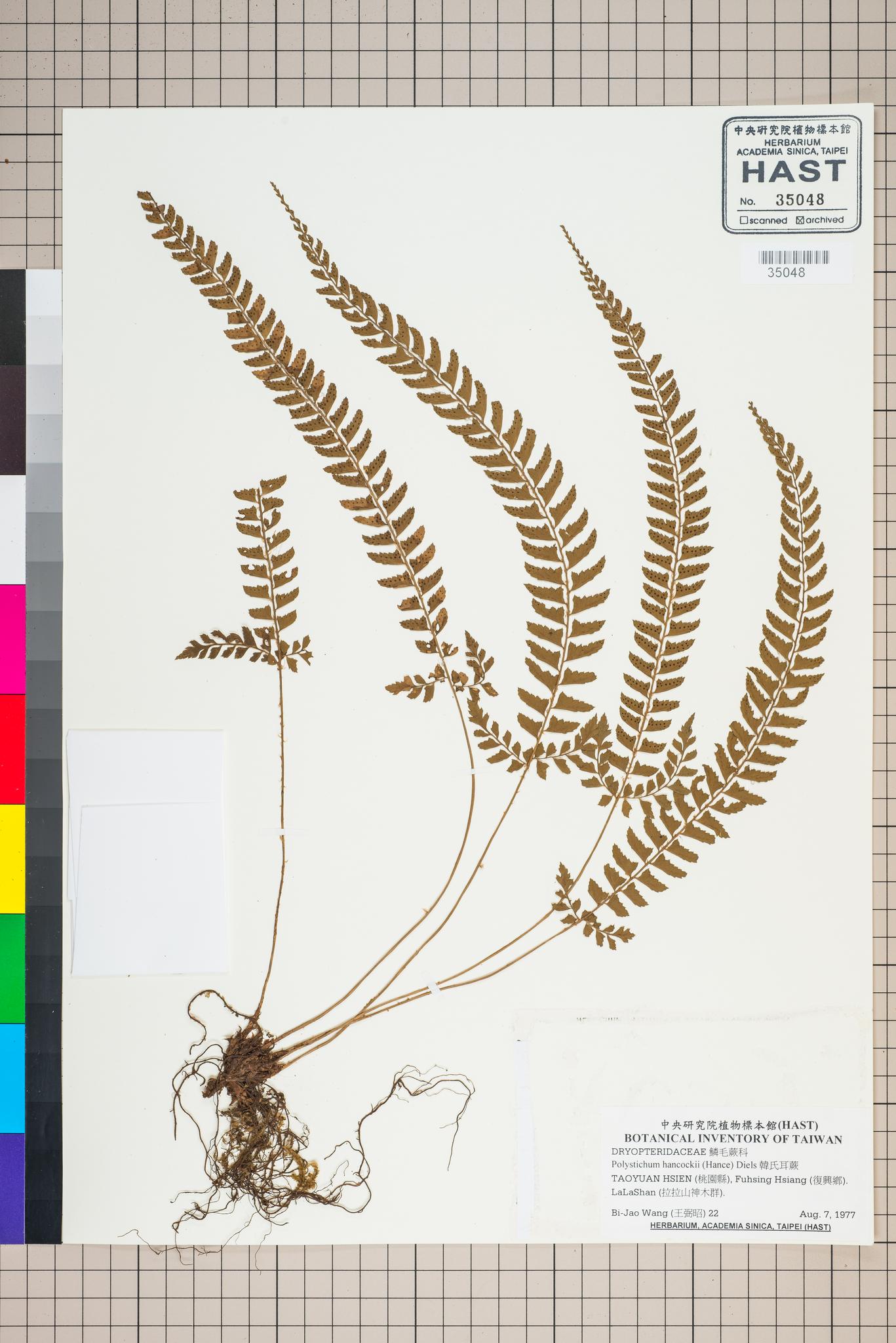 Sample image for viewer