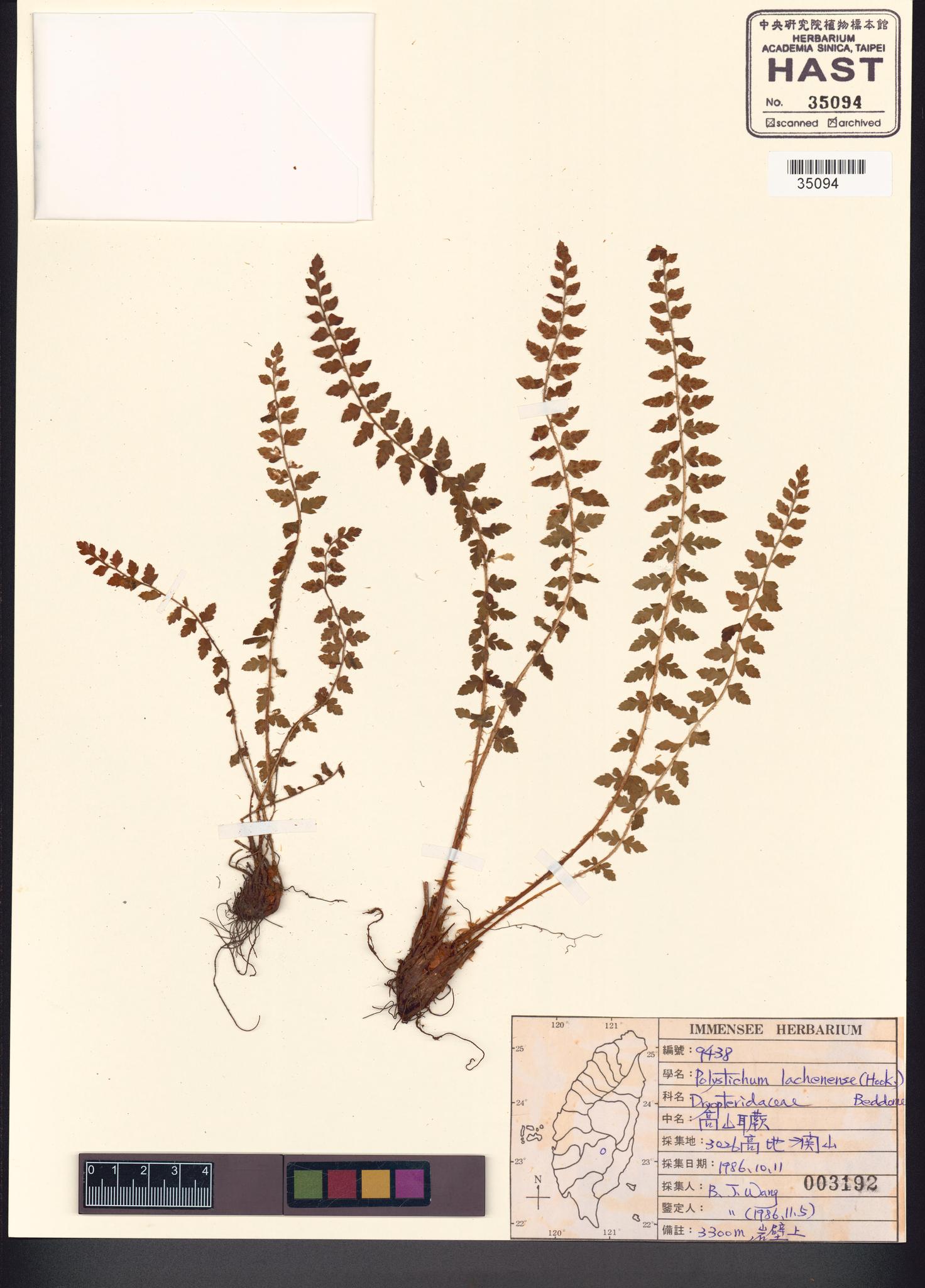 Sample image for viewer