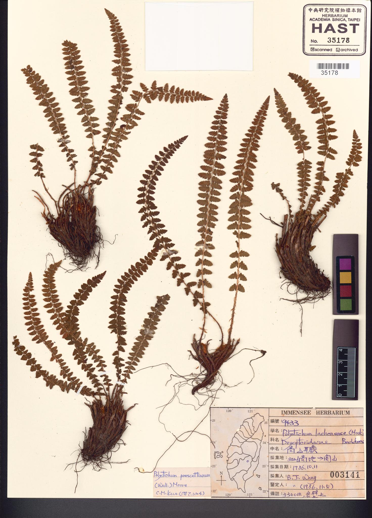Specimen image