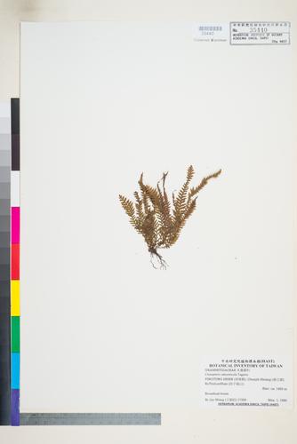 Ctenopteris subcorticola Tagawa