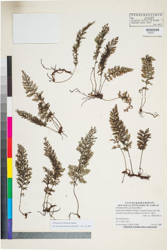 Trichomanes clathratum Tagawa
