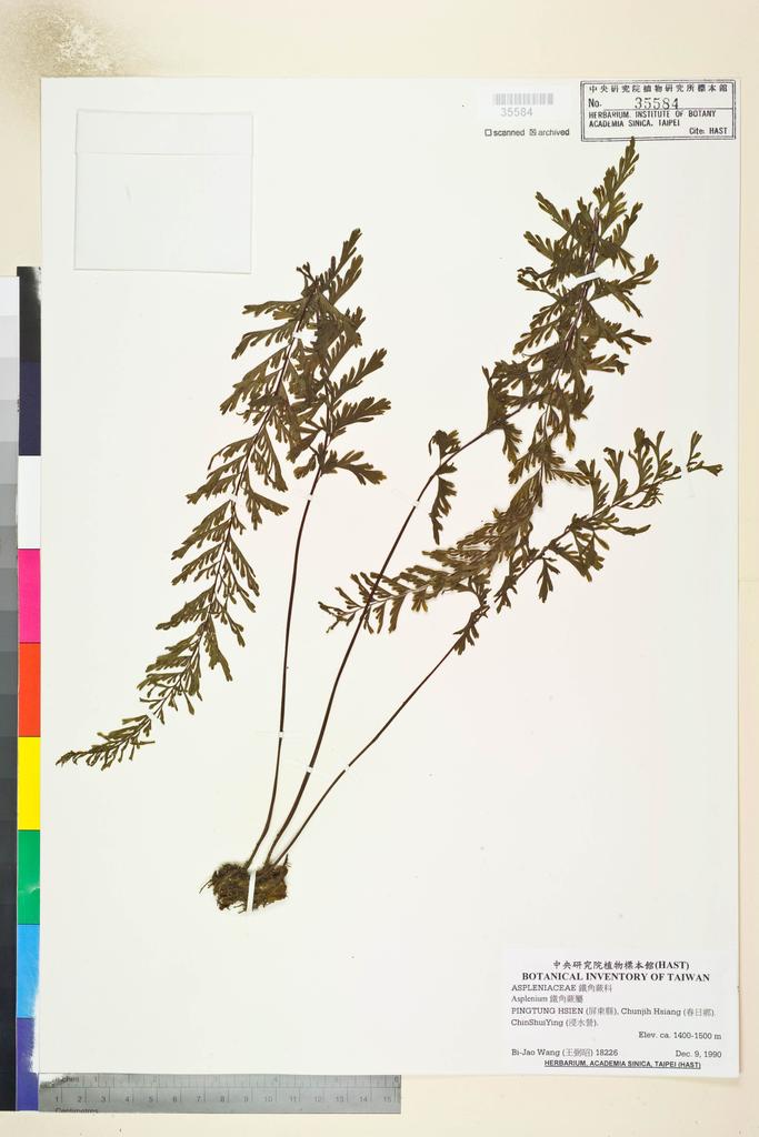 <Unit #82862 Wang, Bi-Jao | 王弼昭 | 18226:: | Asplenium>