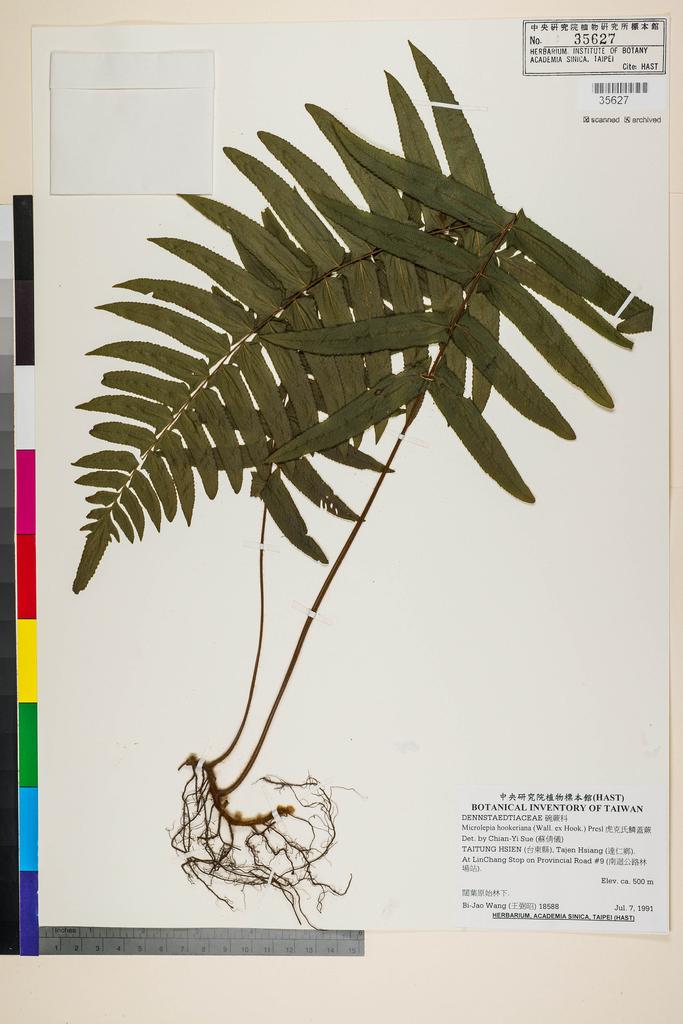 <Unit #89322 Wang, Bi-Jao | 王弼昭 | 18588:: | Microlepia hookeriana (Wall. ex Hook.) Presl>