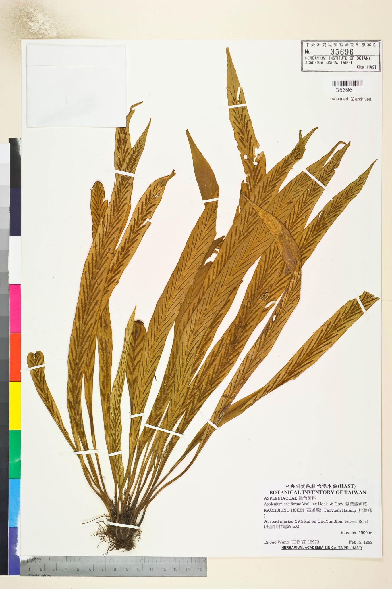 Sample image for viewer