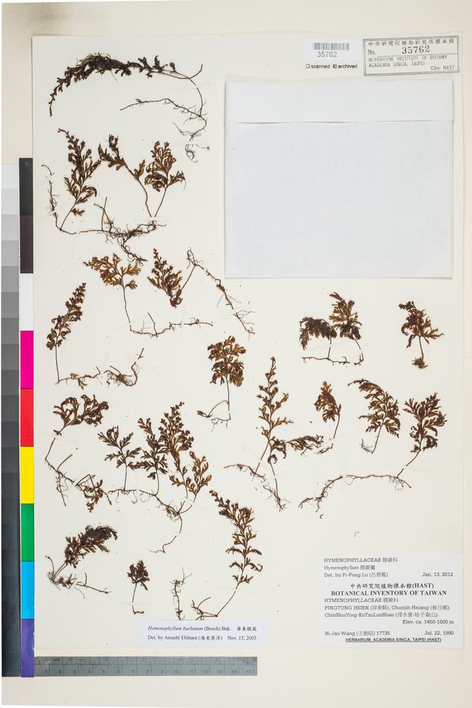 <Unit #95076 Wang, Bi-Jao | 王弼昭 | 17735:: | Hymenophyllum>