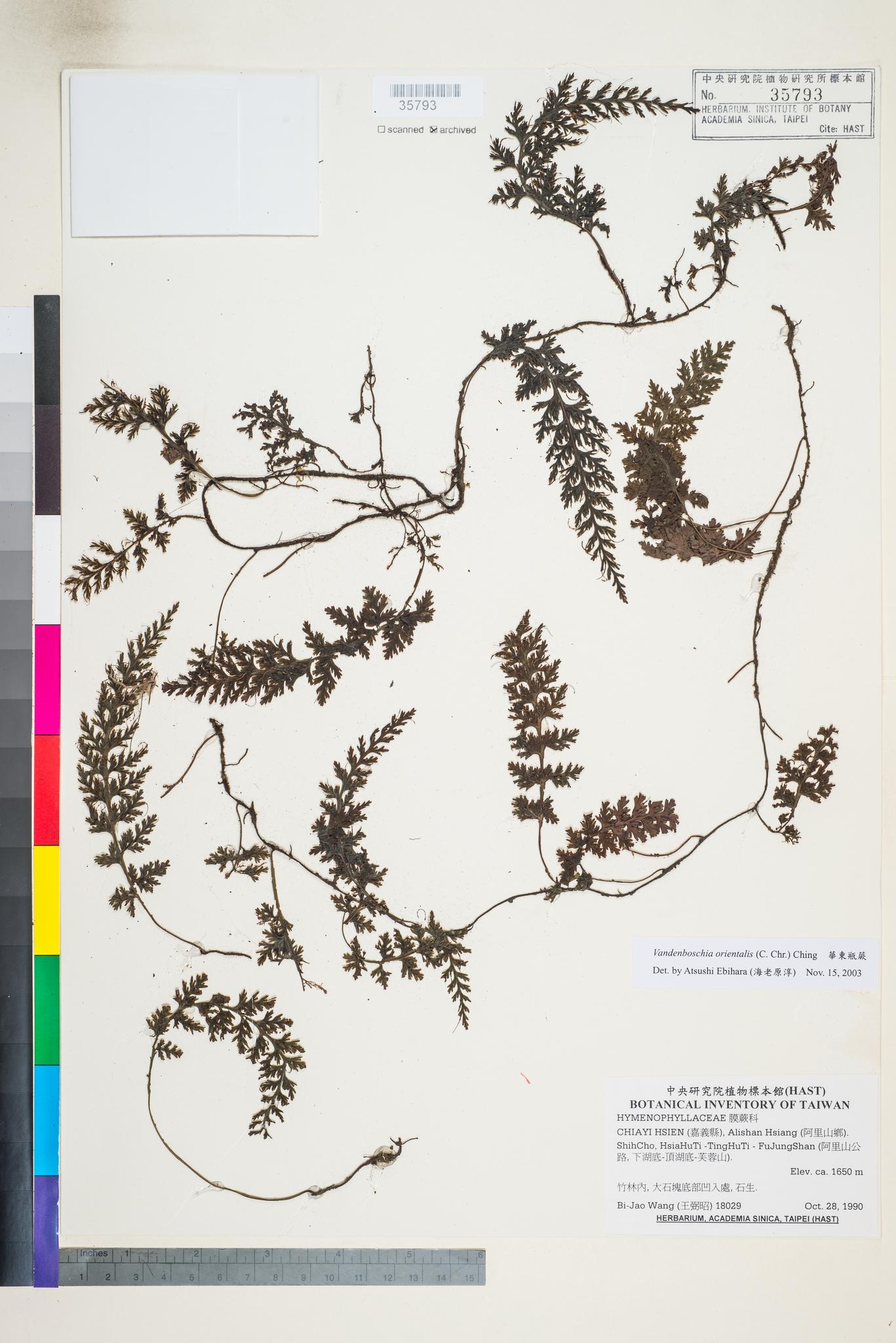 Sample image for viewer