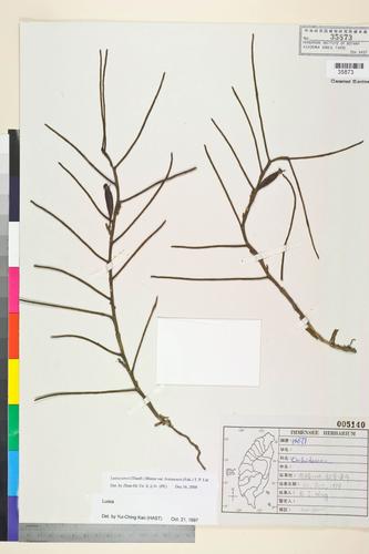 Luisia teres (Thunb.) Bl. var. botanensis (Fukuy.) T. P. Lin