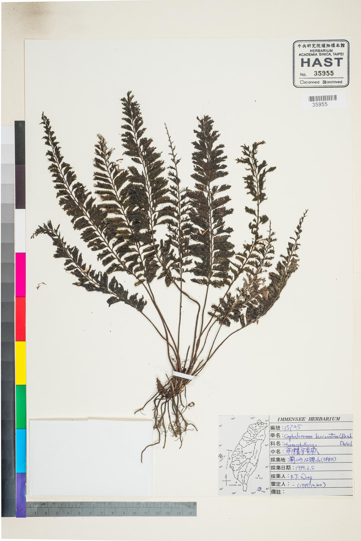 Sample image for viewer