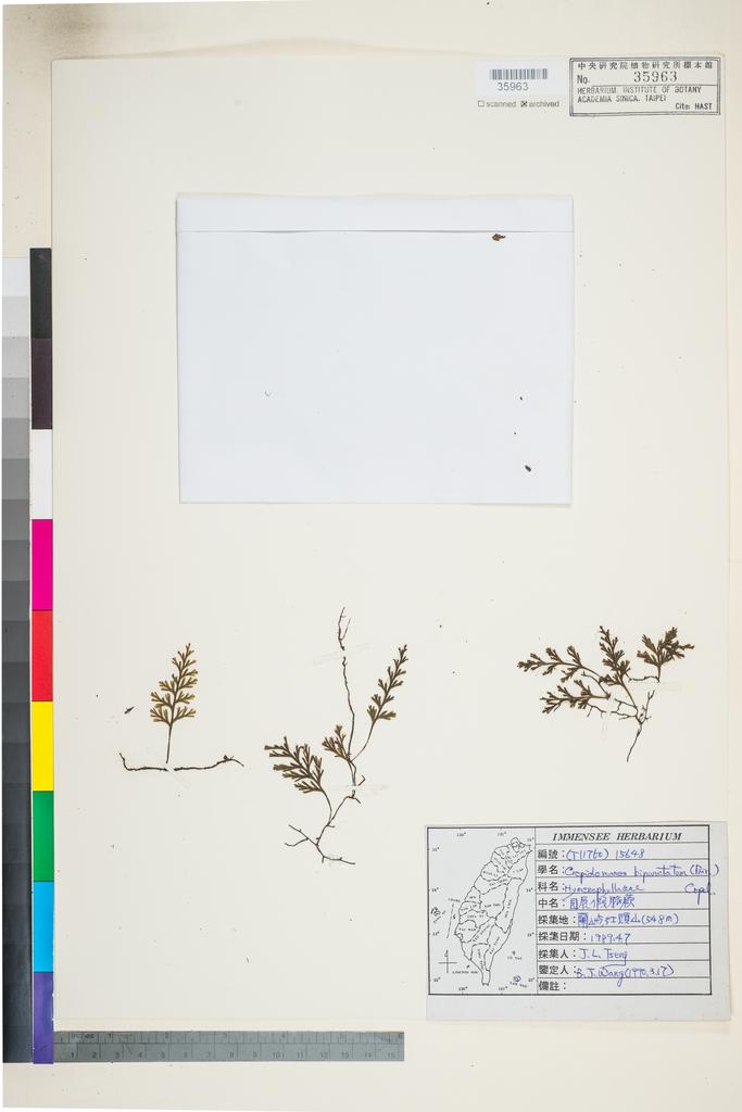 <Unit #94901 Wang, Bi-Jao | 王弼昭 | 15648:: | Crepidomanes bilabiatum (Nees & Bl.) Copel.>