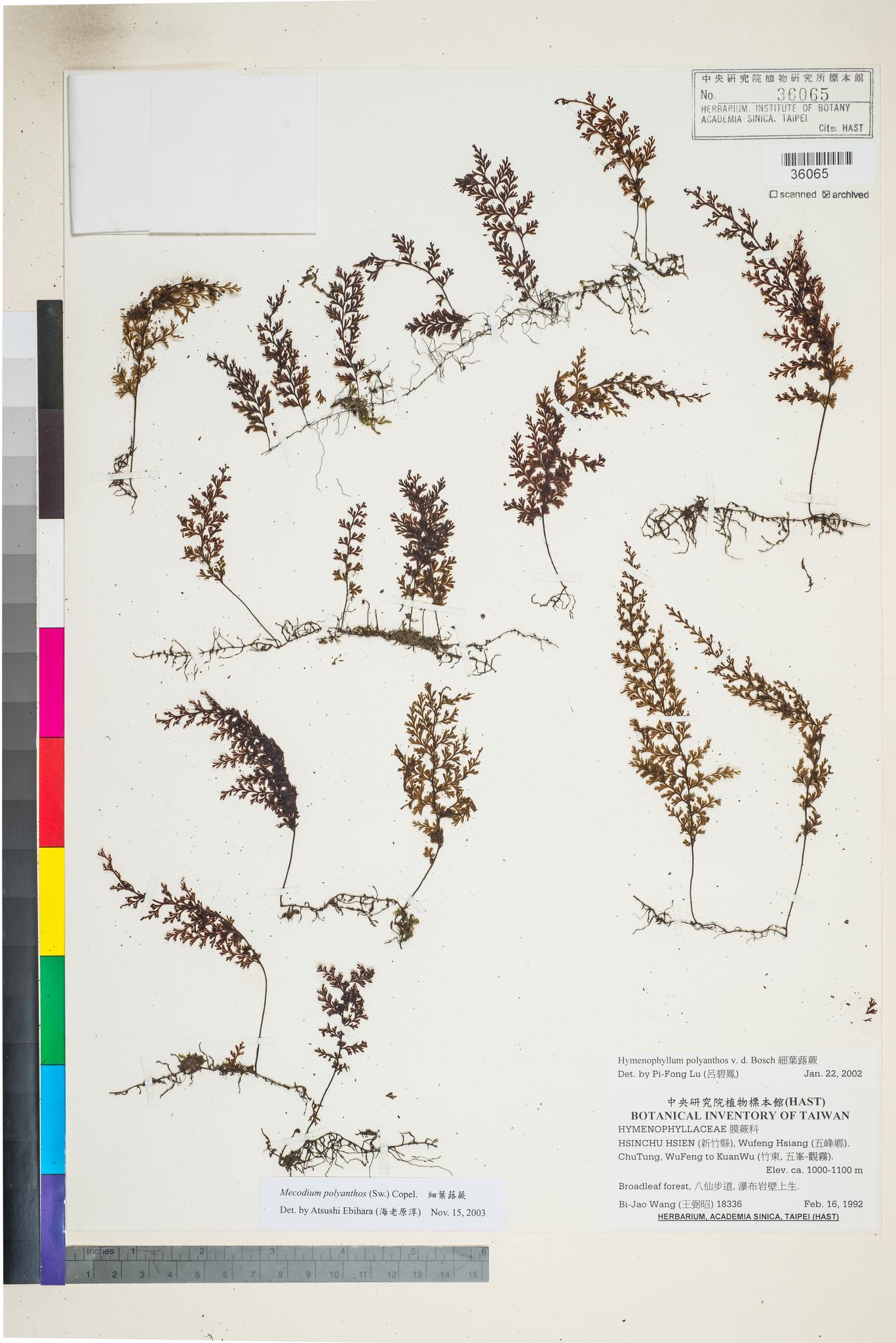 Sample image for viewer