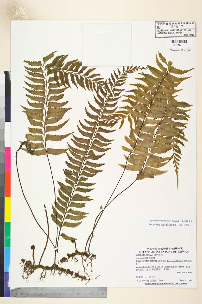 <Unit #82669 Wang, Bi-Jao | 王弼昭 | 18957:: | Asplenium cataractarum Rosenst.>