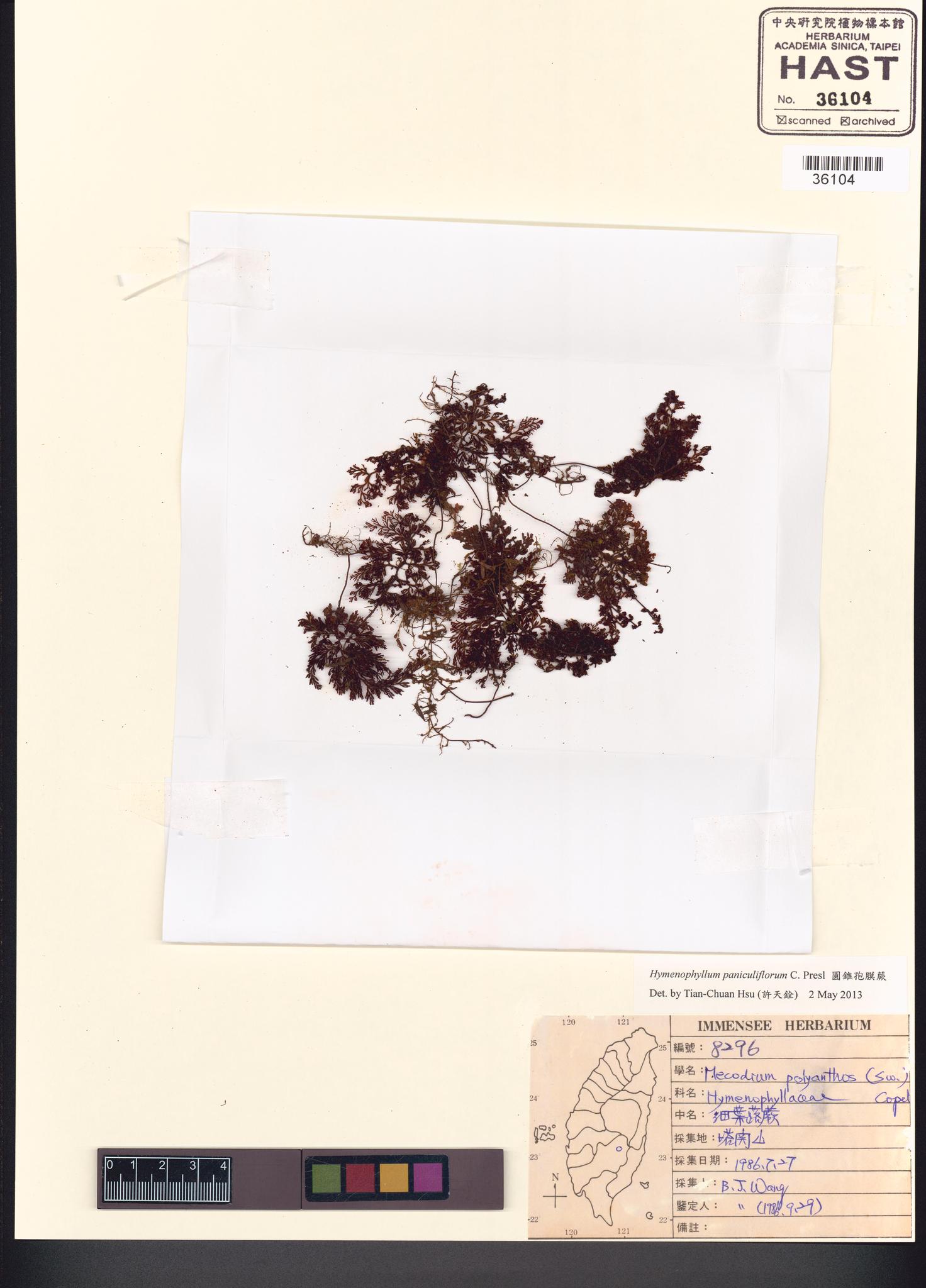 Sample image for viewer