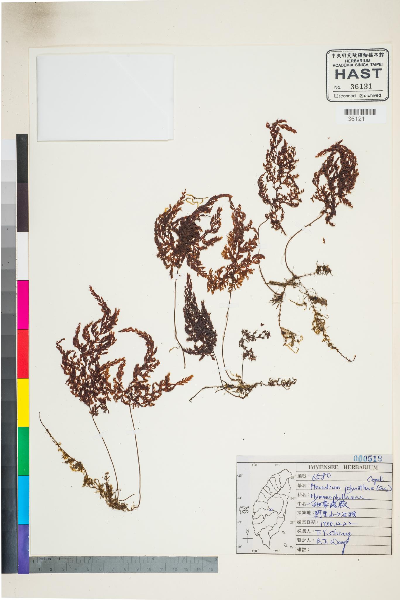 Sample image for viewer