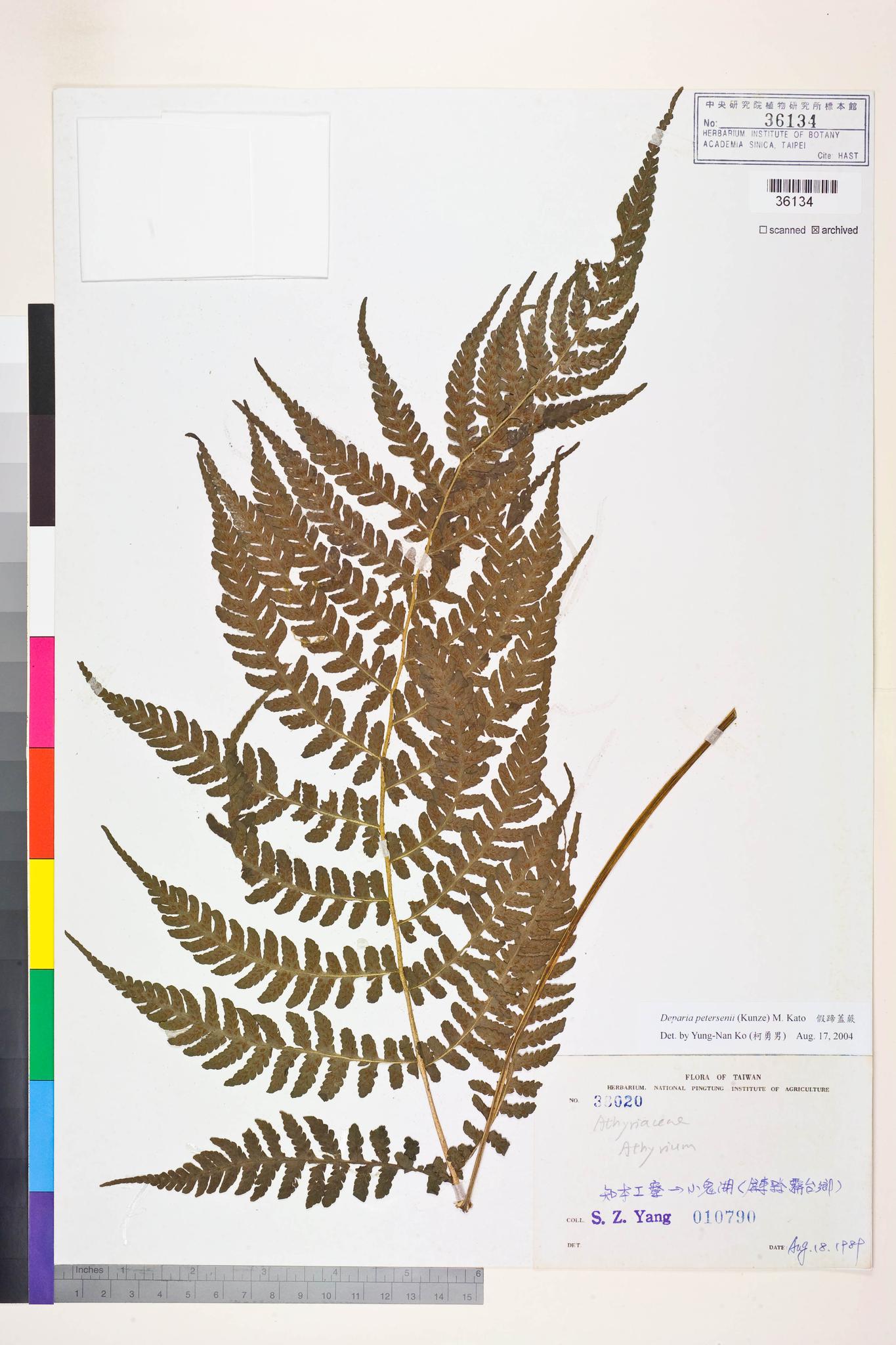 Sample image for viewer