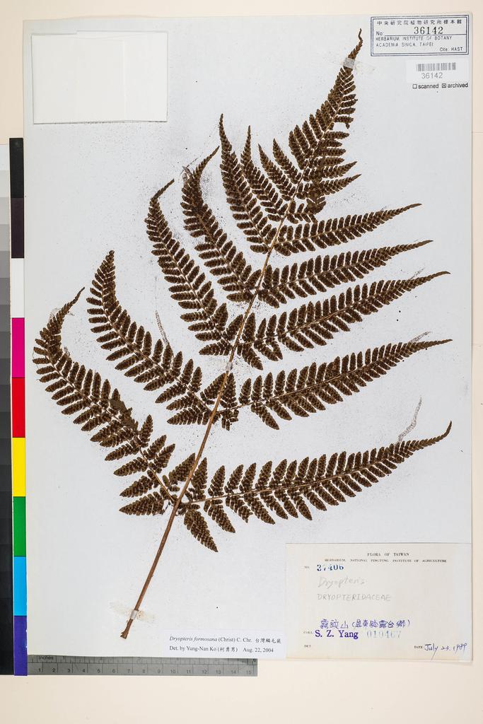 <Unit #58532 Yang, Sheng-Zehn | 楊勝任 | 10467:: | Dryopteris formosana (H. Christ) C. Chr.>