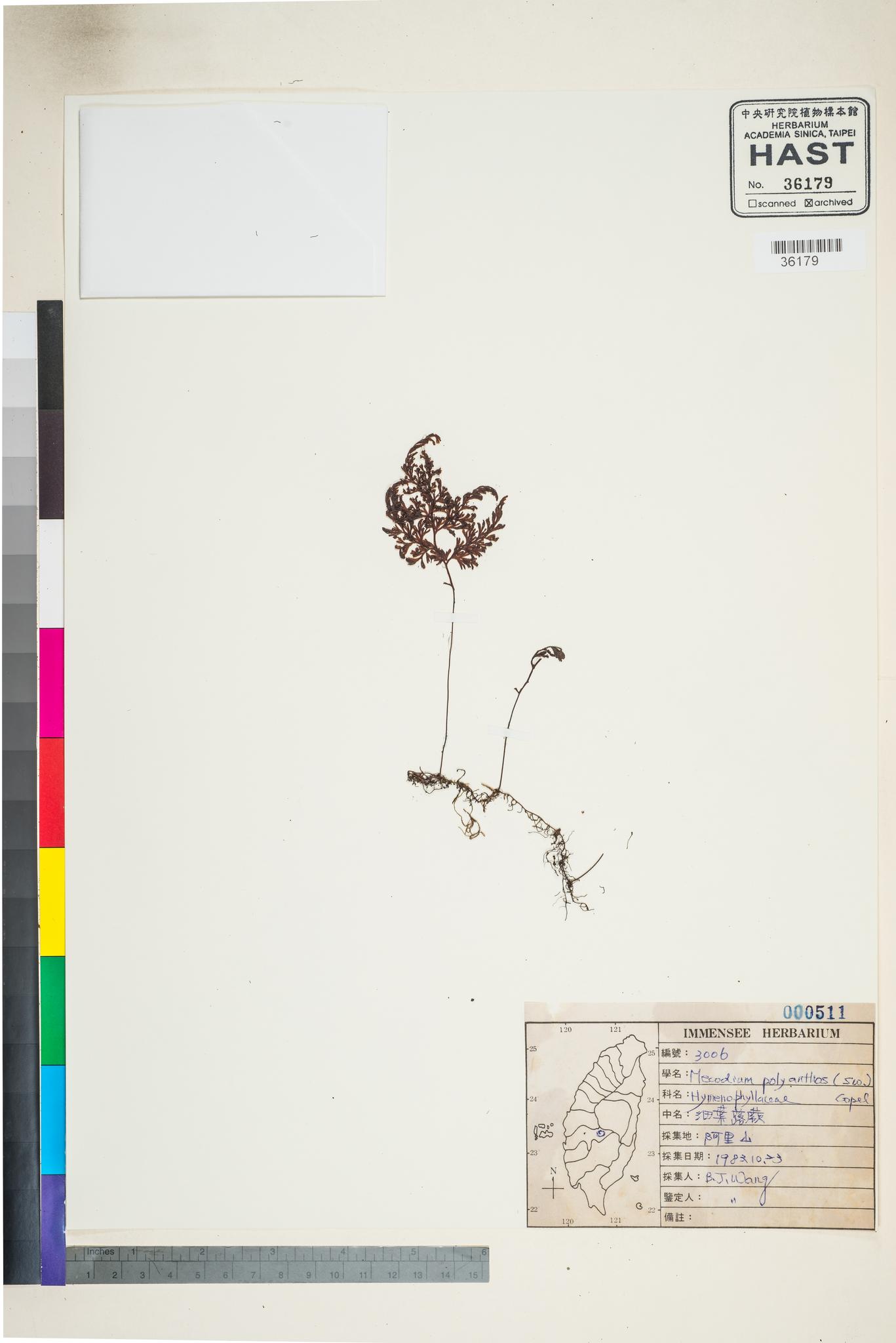 Sample image for viewer