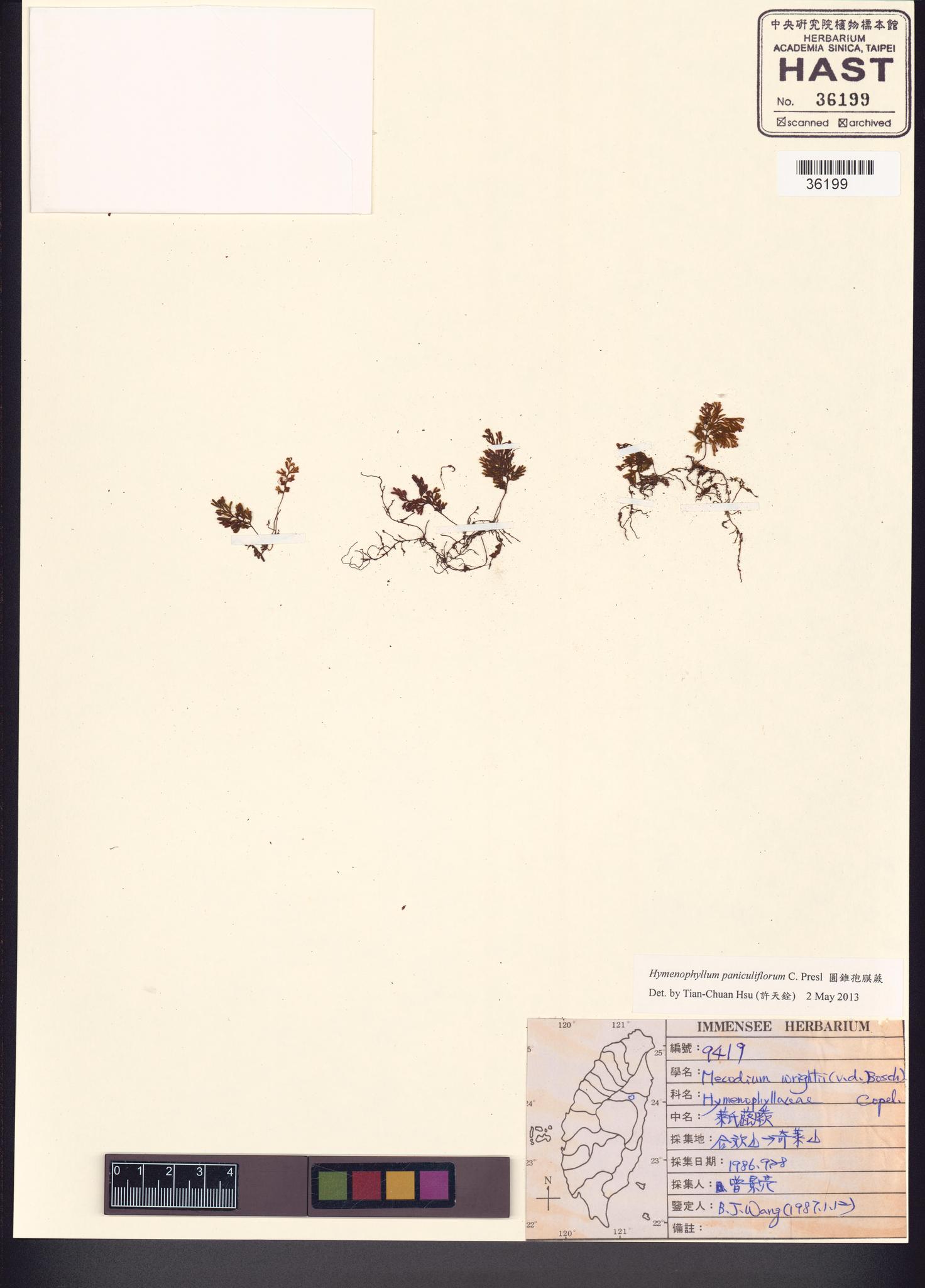 Sample image for viewer