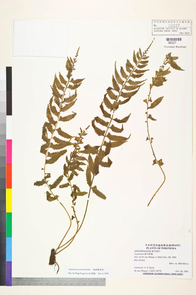 <Unit #84558 Wang, Bi-Jao | 王弼昭 | 18775:: | Asplenium tenerum G. Forst.>
