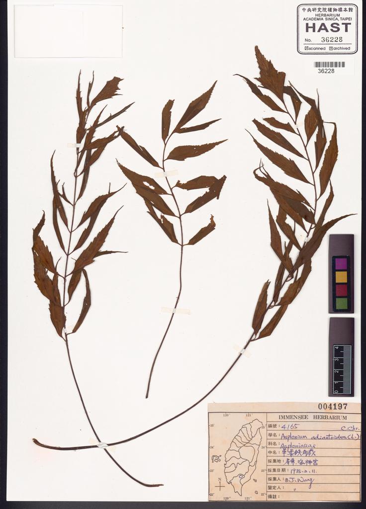 <Unit #39779 Wang, Bi-Jao | 王弼昭 | 4165:: | Asplenium adiantoides (L.) C. Chr.>