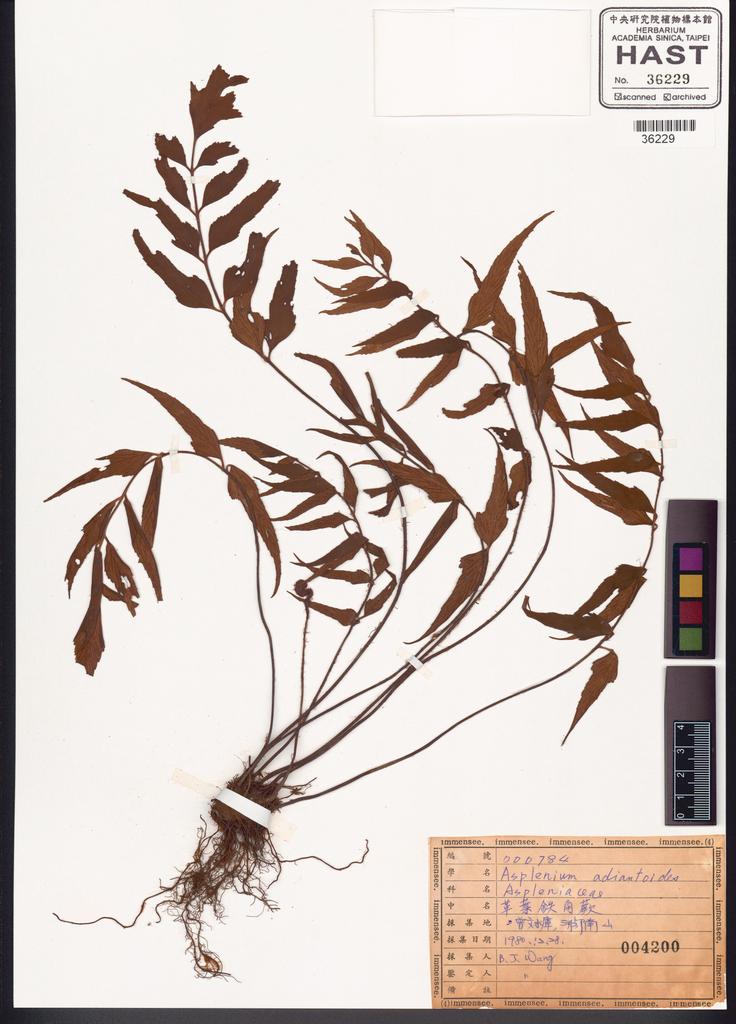 <Unit #37236 Wang, Bi-Jao | 王弼昭 | 784:: | Asplenium adiantoides (L.) C. Chr.>