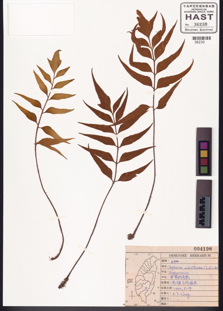 <Unit #82582 Wang, Bi-Jao | 王弼昭 | 1192:: | Asplenium adiantoides (L.) C. Chr.>