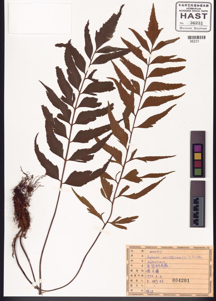 <Unit #34464 Wang, Bi-Jao | 王弼昭 | 111:: | Asplenium adiantoides (L.) C. Chr.>