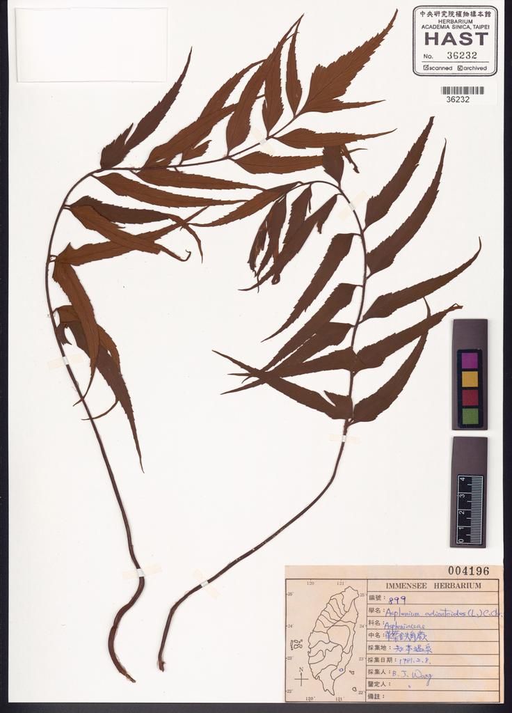 <Unit #39452 Wang, Bi-Jao | 王弼昭 | 899:: | Asplenium adiantoides (L.) C. Chr.>