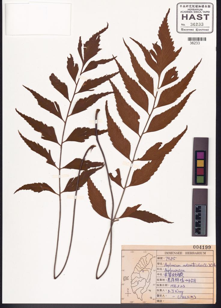 <Unit #82586 Wang, Bi-Jao | 王弼昭 | 7485:: | Asplenium adiantoides (L.) C. Chr.>
