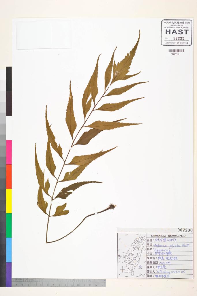 <Unit #84428 Wang, Bi-Jao | 王弼昭 | 15476:: | Asplenium polyodon G. Forst>
