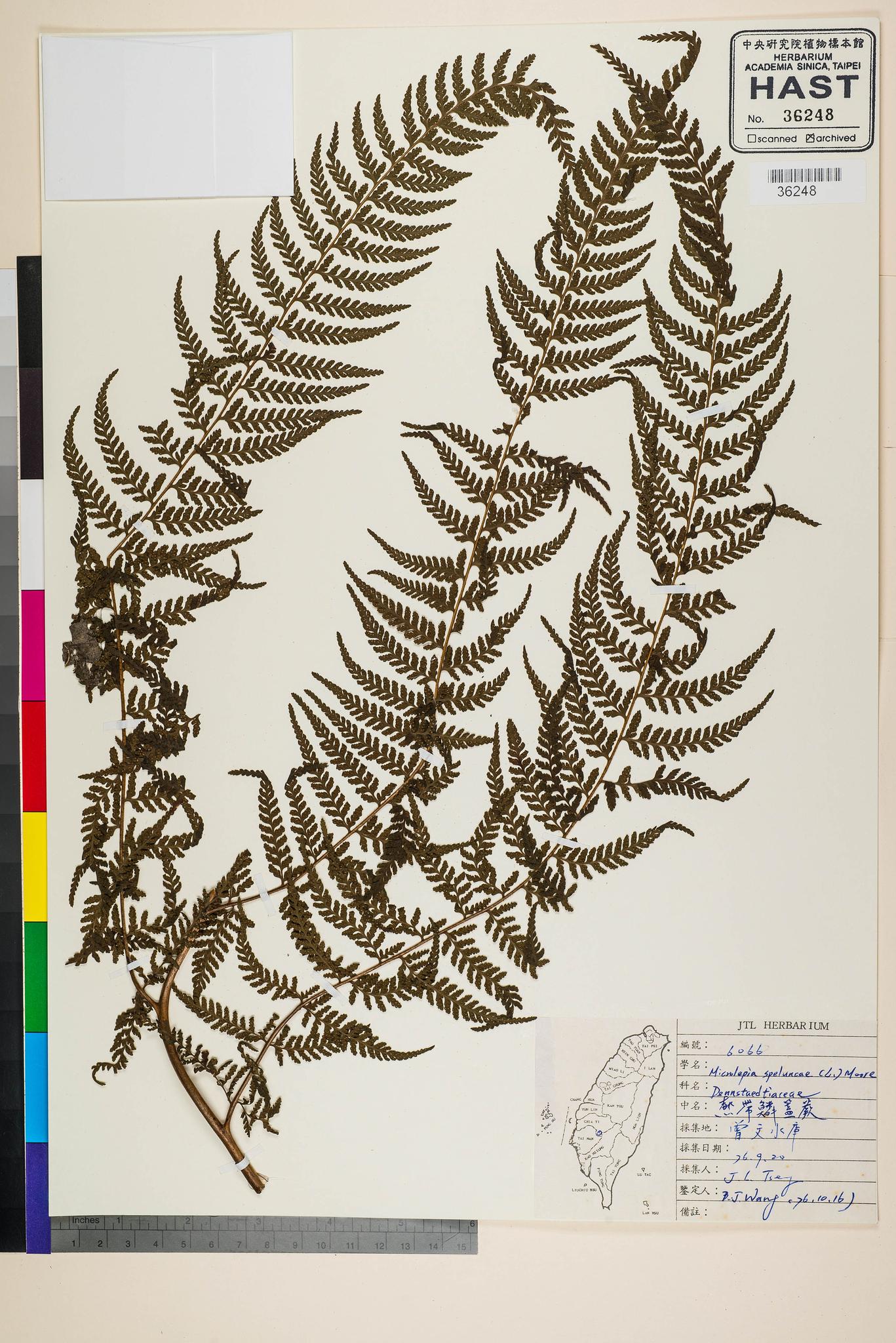 Sample image for viewer