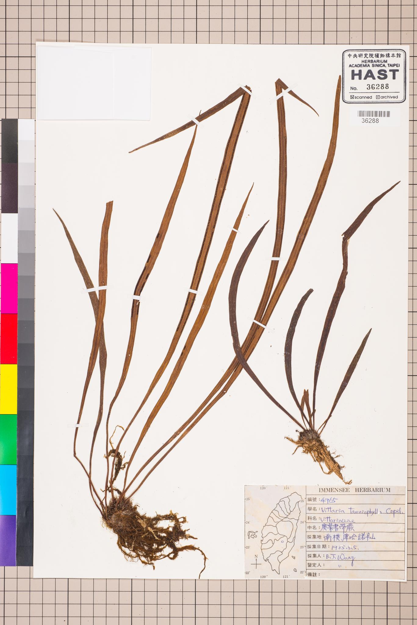 Sample image for viewer