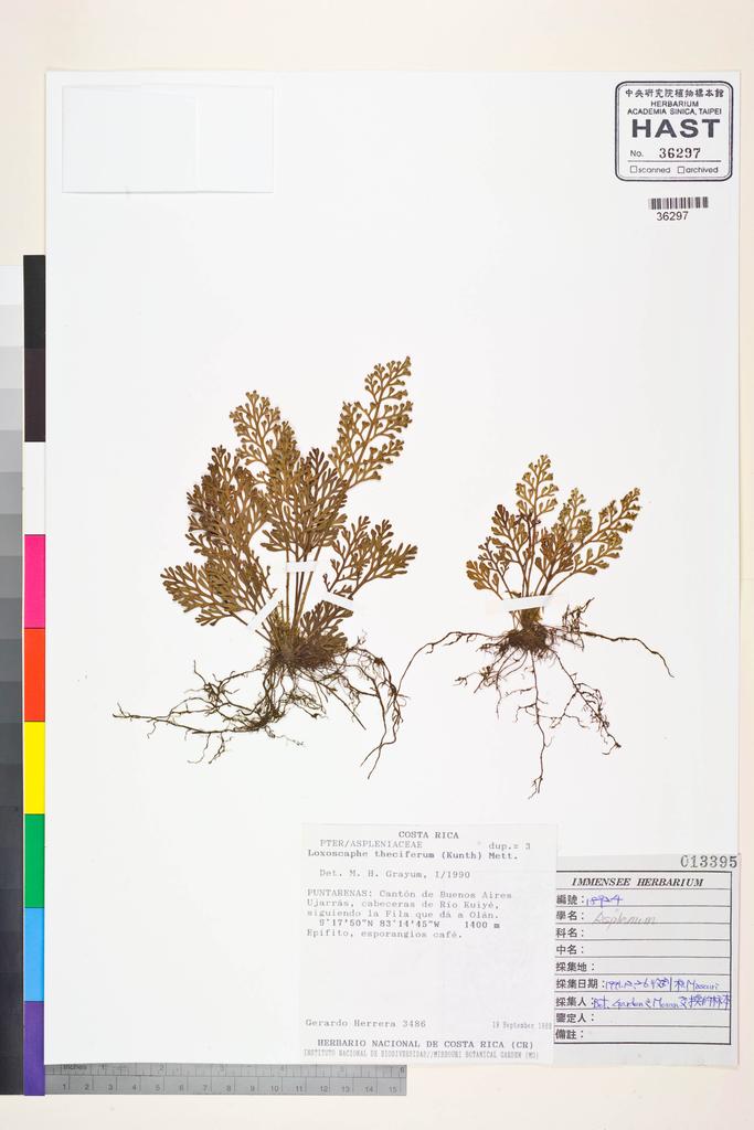 <Unit #128717 Wang, Bi-Jao | 王弼昭 | 18924:: | Asplenium>
