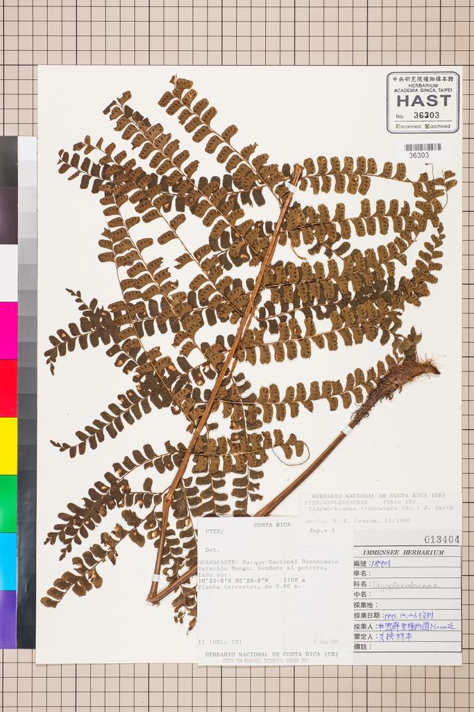 <Unit #128333  | 191:: | Dryopteris>