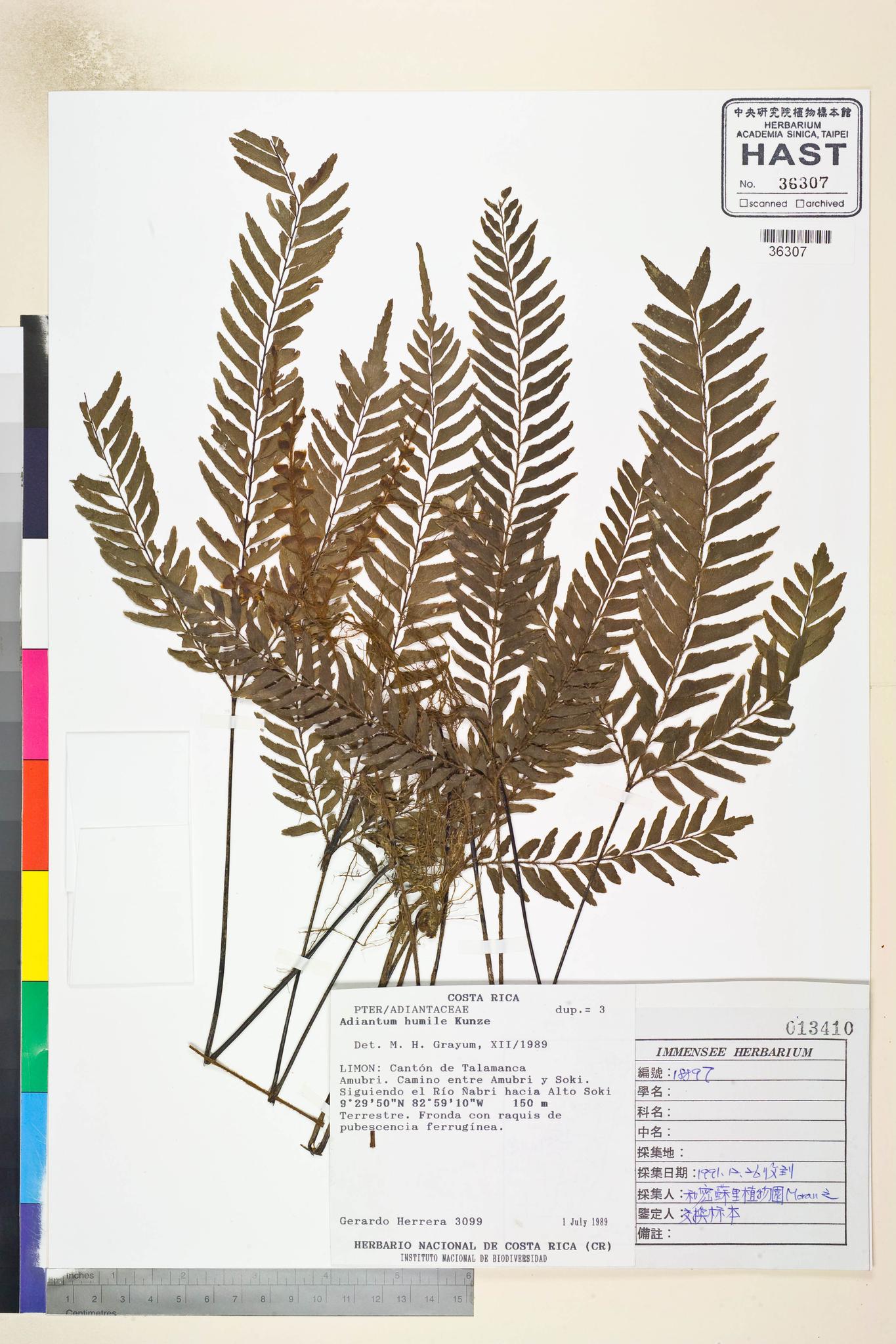 Sample image for viewer