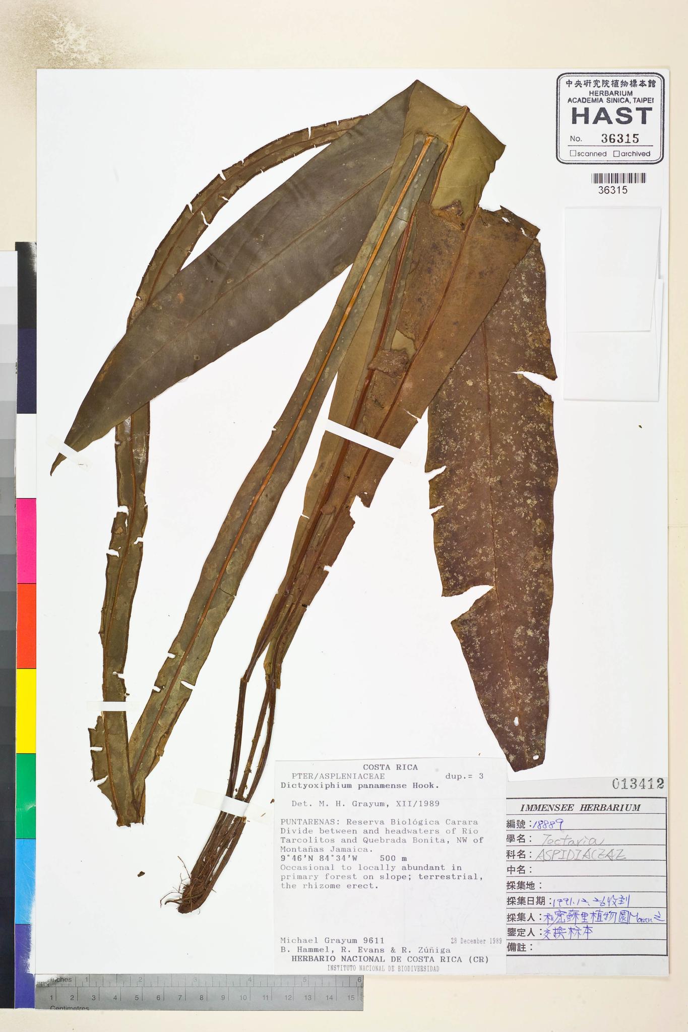 Sample image for viewer