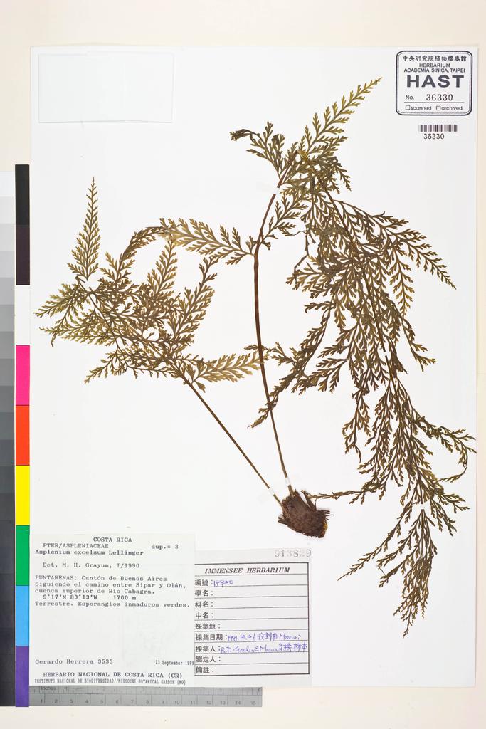 <Unit #128726  | 3533:: | Asplenium excelsum Lellinger>