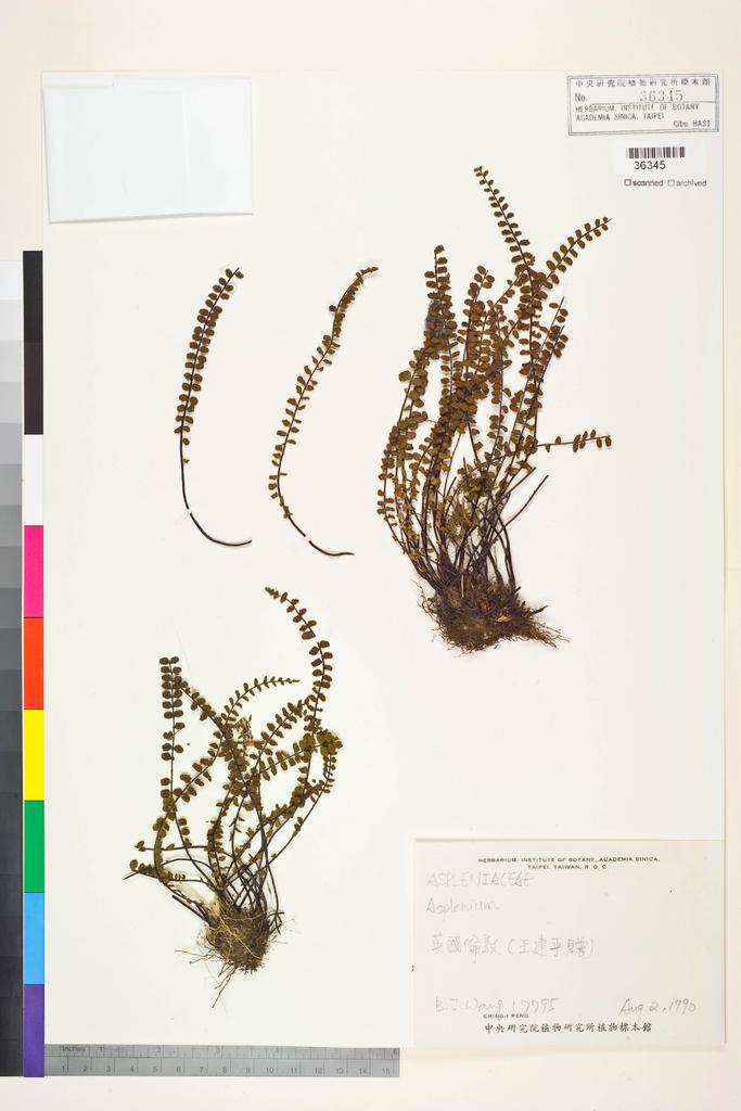 <Unit #128729 Wang, Bi-Jao | 王弼昭 | 177795:: | Asplenium>