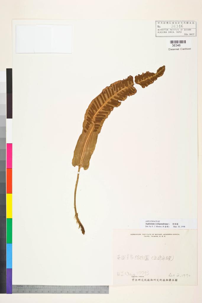 <Unit #128731 Wang, Bi-Jao | 王弼昭 | 17793:: | Asplenium scolopendrium L.>