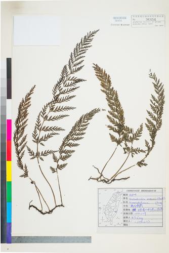 Vandenboschia naseana (Christ) Ching