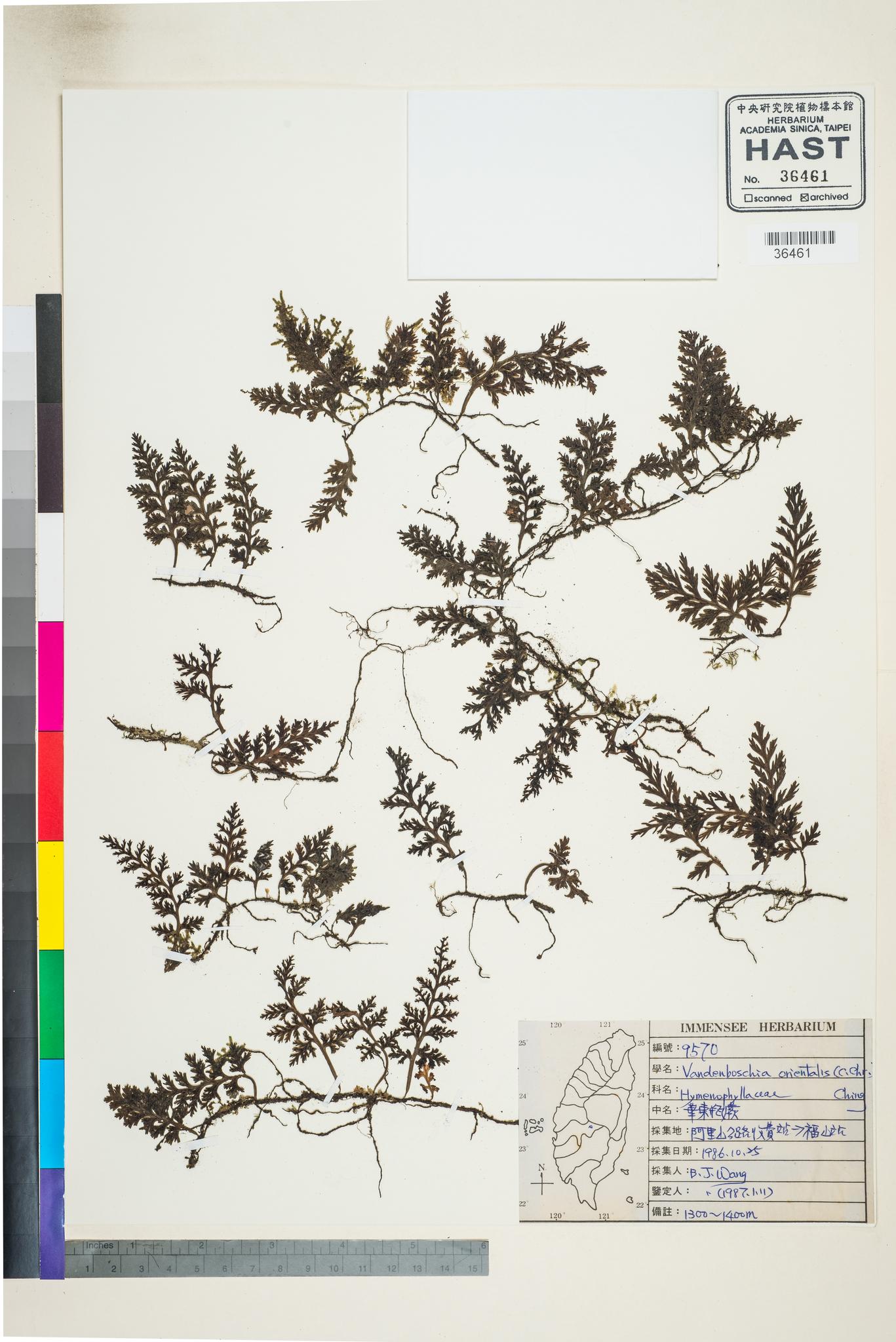 Sample image for viewer