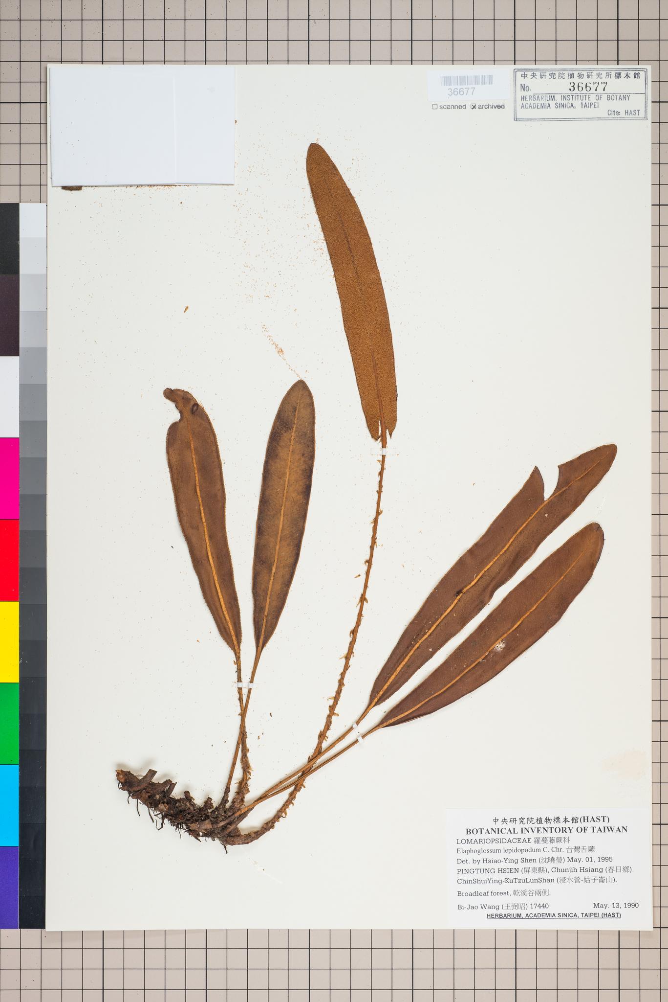 Sample image for viewer