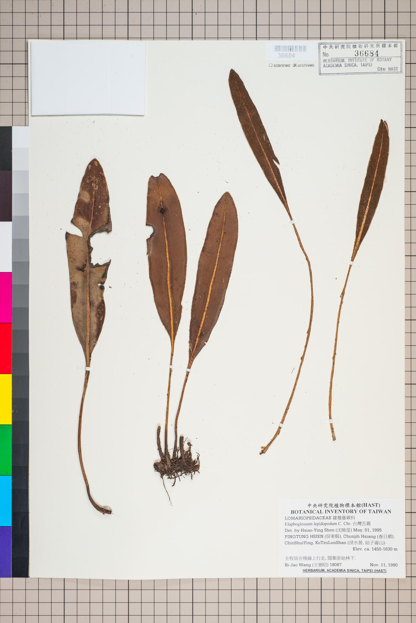 Sample image for viewer