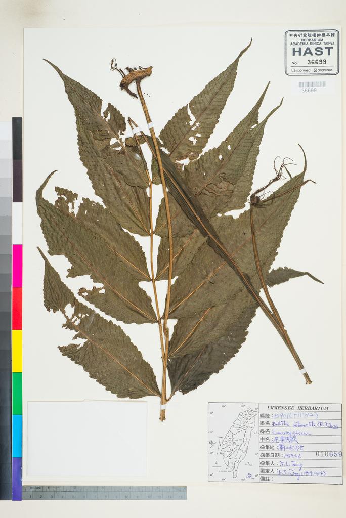 <Unit #96351 Wang, Bi-Jao | 王弼昭 | 15901:: | Bolbitis heteroclita (C. Presl) Ching>